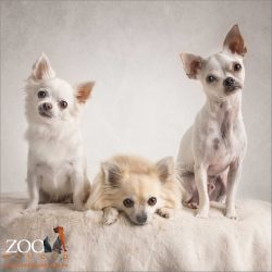 trio of chihuahuas together on snuggle rug