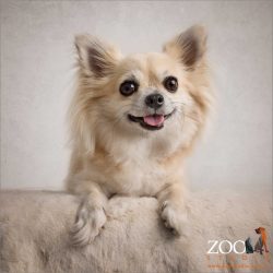 big smile from golden long haired chihuahua boy