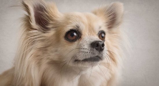 sweet face on golden long haired male chihuahua