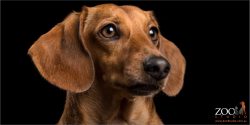 handsome profile of tan mini dachshund boy