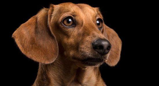 regal profile of mini tan dachshund