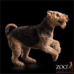 joyous bound from airedale