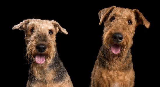 pink tonged pair of airedale dogs