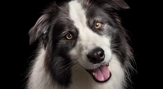 happy pink tongued smiling black and white border collie