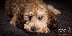 caramel spoodle puppy with head resting on paw