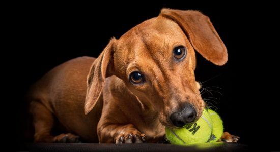 young tan dachshund with green tennis ball in mouth