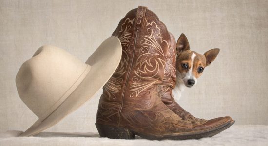 cowboy boots hat and miniature fox terrier girl