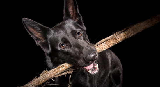 german shepherd girl with big stick in mouth