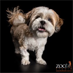 happy smile and wagging tail from maltese lhasa apso cross