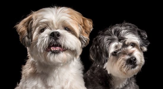 fluffy dog brothers maltese and lhasa apso cross