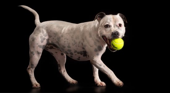 white with black spots staffy girl with green ball in mouth