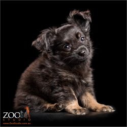tri colour chihuahua cross puppy