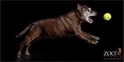 leaping brindle staffy girl