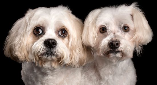 white and tan fur siblings maltese terrier girl and maltese cavalier cross boy