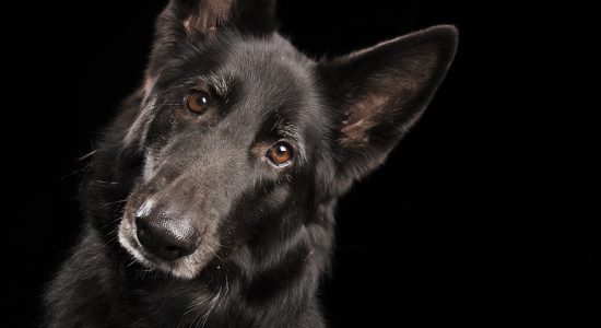 head tilt from black female belgian shepherd dog