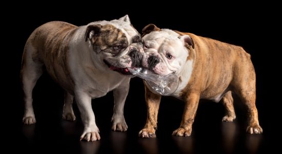 male and female british bulldogs tussling over empty water bottle