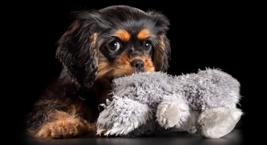 sweet faced cavvy puppy chewing on toy