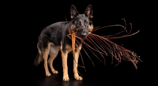 female german shepherd dog with palm frond in mouth