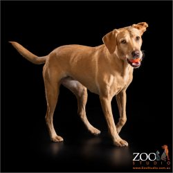 golden labrador sauntering along with ball in mouth