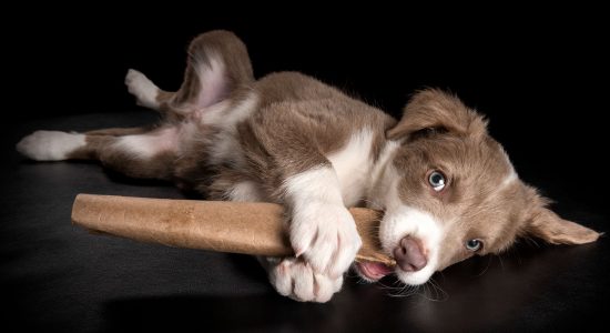 lying down border collie puppy chewing on cardboard roll