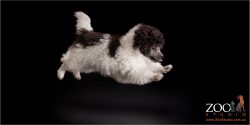 leaping black and white parti poodle puppy