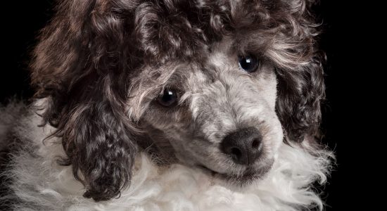 full face of black and white male puppy parti poodle