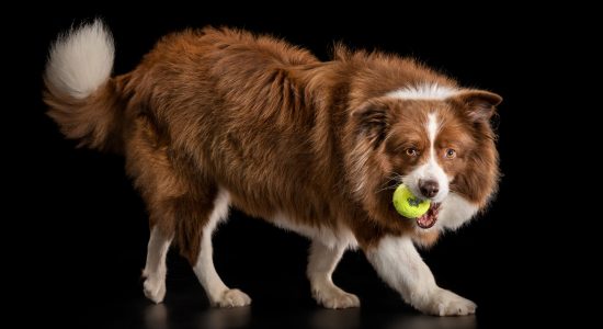 playful chocolate and white girl border collie with tennis ball in mouth