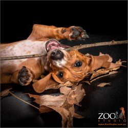 puppy dachshund playing with sticks and leaves