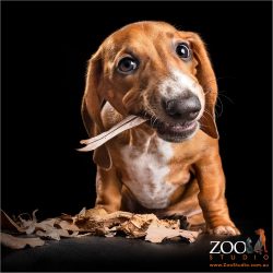 young red male dachshund chewing on stick
