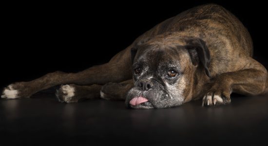 senior boxer dog with head on floor and tongue poking out