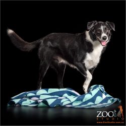 black and white border collie boy with favourite blue blanket