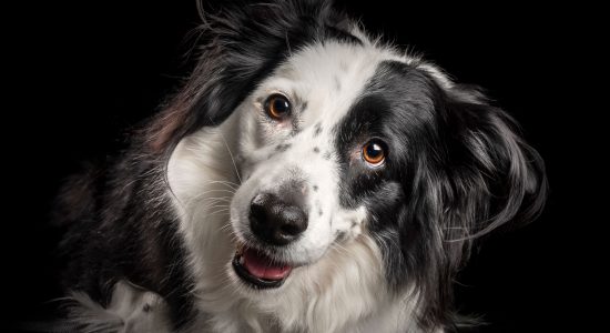 sweet faced female black and white border collie