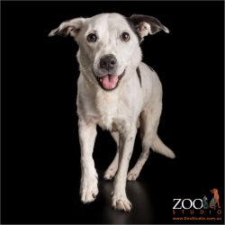 happy smiling senior black and white staffordshire terrier cross