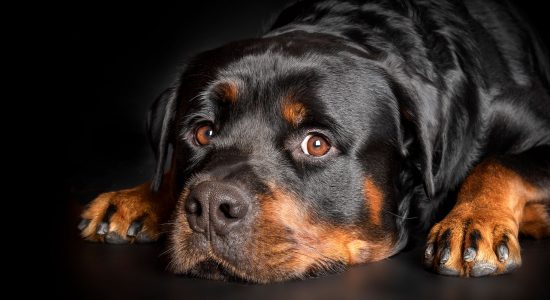 male rottweiler with head resting on ground
