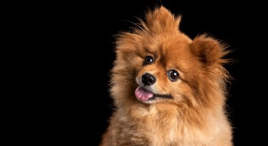 caramel coloured male pomeranian with happy smile