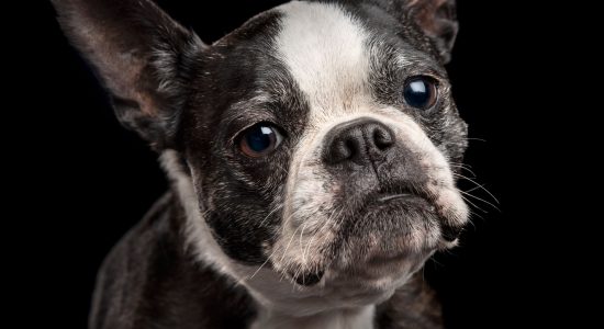 face close up black and white senior female boston terrier