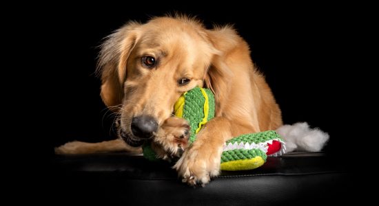 young male golden retriever cross lying with soft toy in mouth