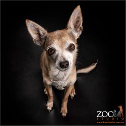 sweet faced male chihuahua looking upwards