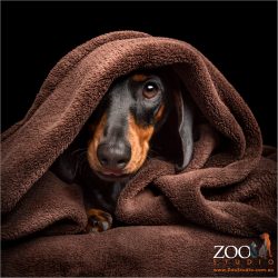 mini dachshund girl hiding in brown blanket