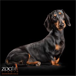 sitting profile mini dachshund girl