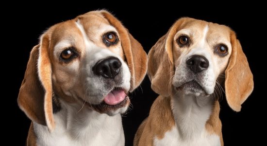 face close up of beagle fur-sisters