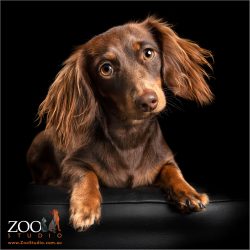 fluffy eared chocolate dachshund girl