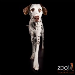 young brown and white dalmatian boy strutting his stuff