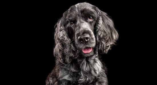 smiling faced black and grey cocker spaniel