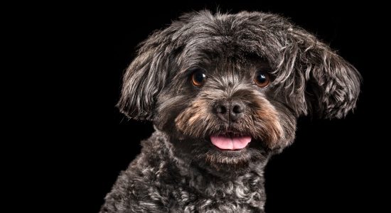 sweet smile close up dark grey maltese cross female dog