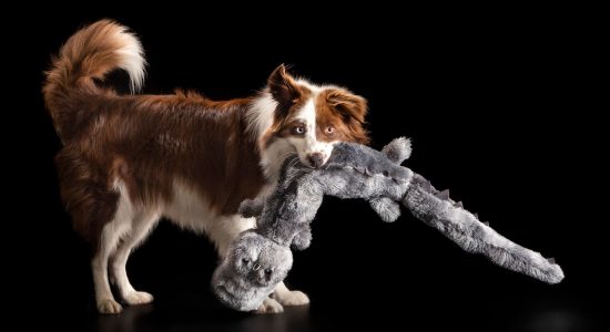 playful border collie girl with large stuffed toy