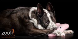young black and white cattle dogs cross with pink toy in mouth