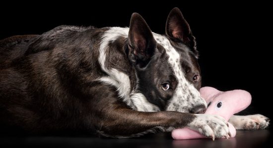 black and white female cattle dog cross chomping on a soft toy