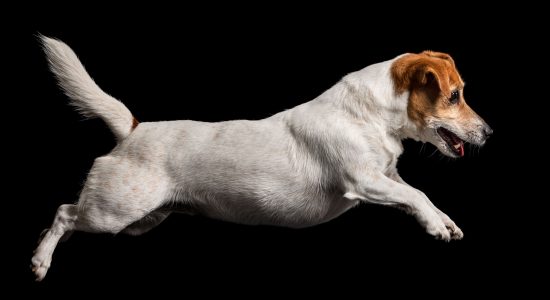 leaping through the air jack russell girl