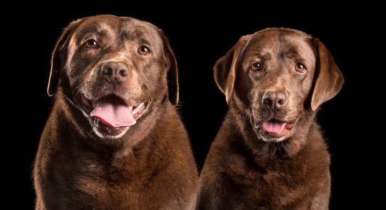 pair of big smiles from two female chocolate labs
